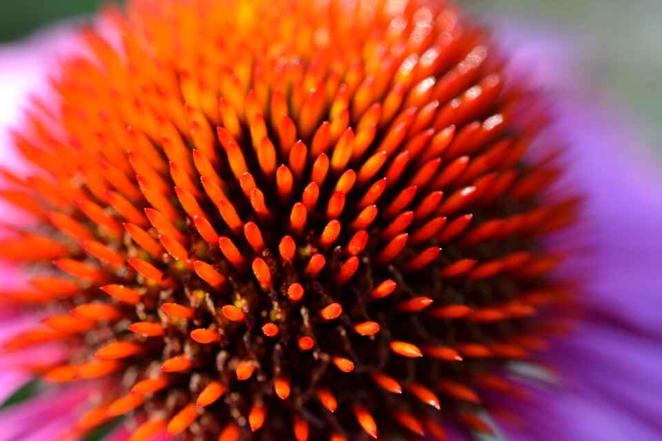 Nature plant close up