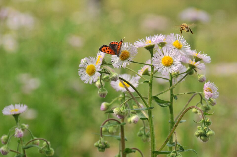 Butterfly bee flowers