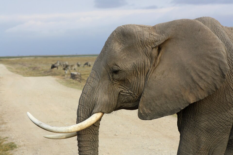 Amboseli trunk africa