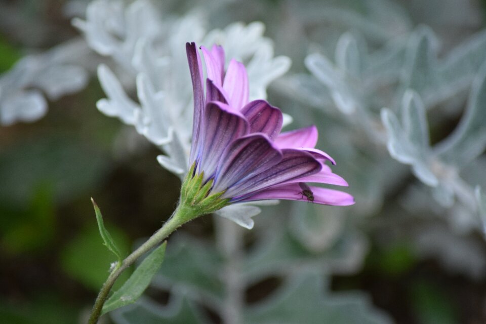Purple flower spring photo