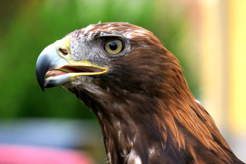 Bird of prey bird close up