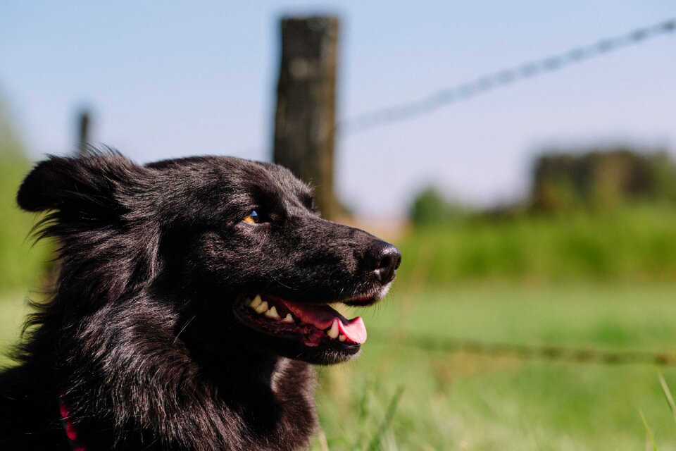 Pet animal blur