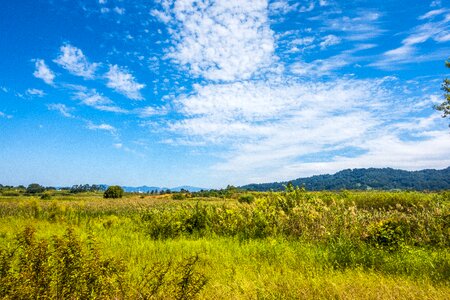 Ecosystem field grass