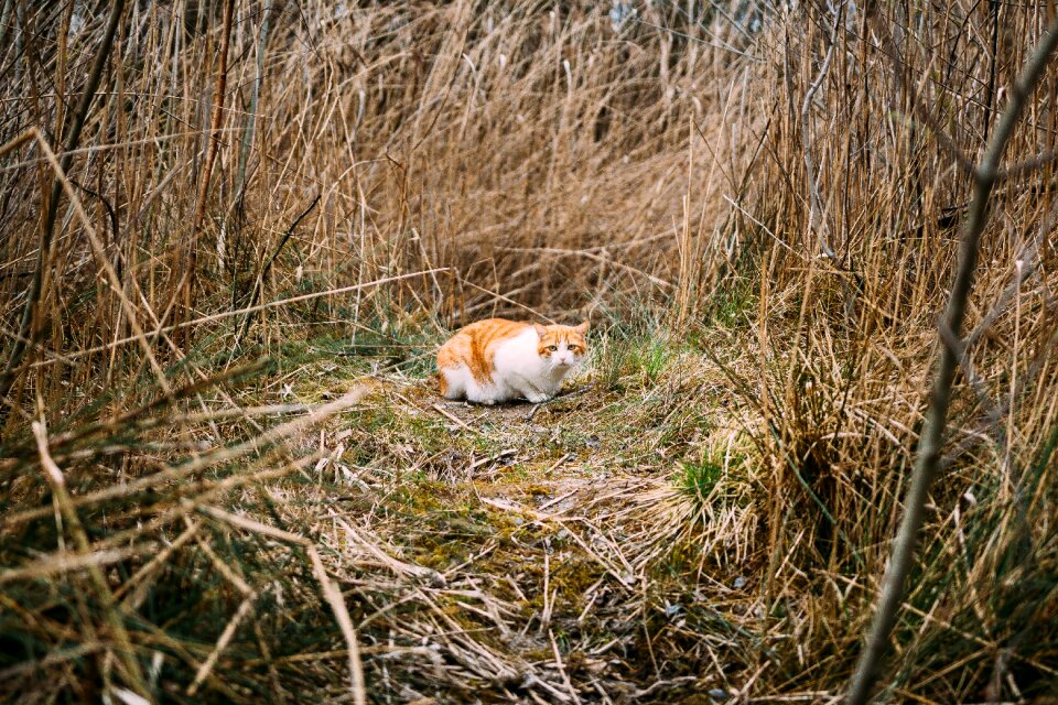 Eyes whiskers field