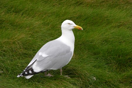 Gull seagull herring-gull photo