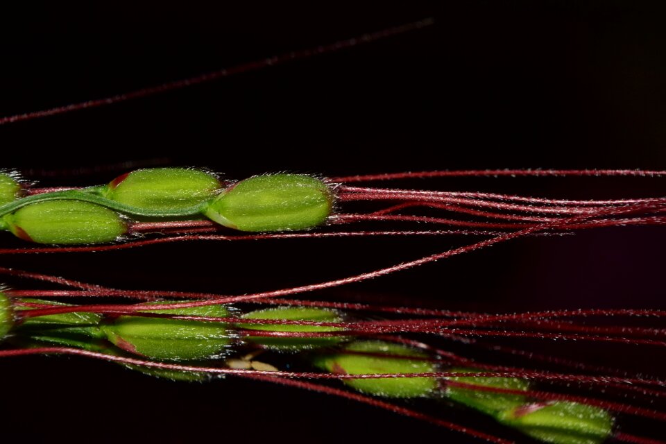 Rice plant green violet
