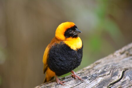 Bird animal zoo