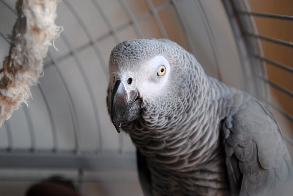 Bird pet tropical