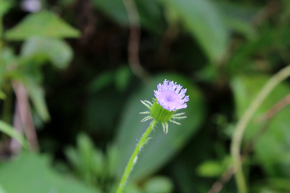 Natural wildflowers purple