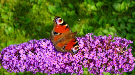 Nature butterfly wings flying insects photo