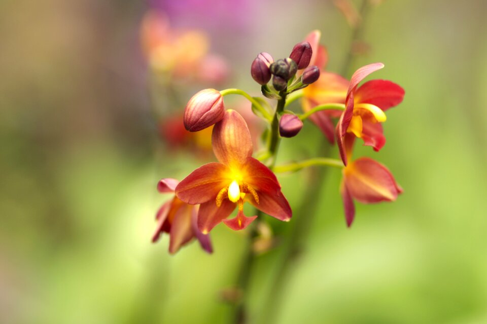Outdoors orchid green