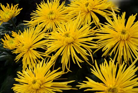 Parterre yellow flower botanical garden photo