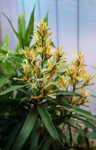 Plant medicine herb