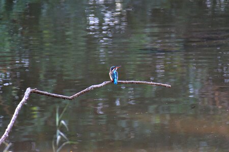 Reflection bird kingfisher photo