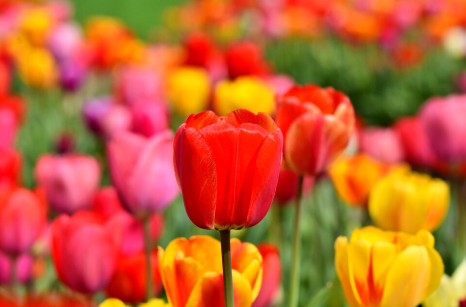 Blossomed field of flowers bloom