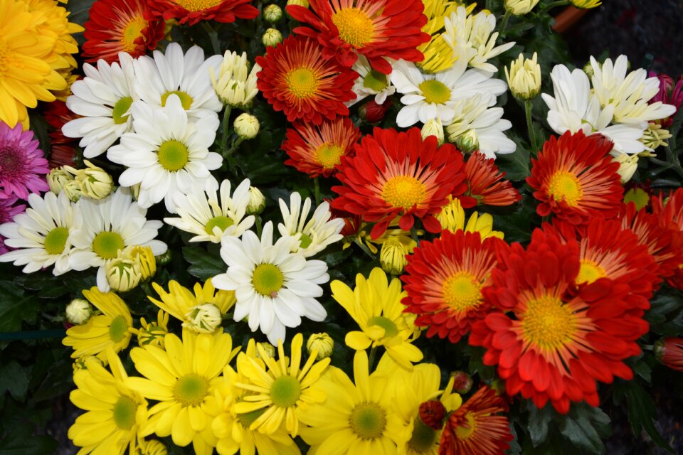 Petals flowers fall nature bouquet