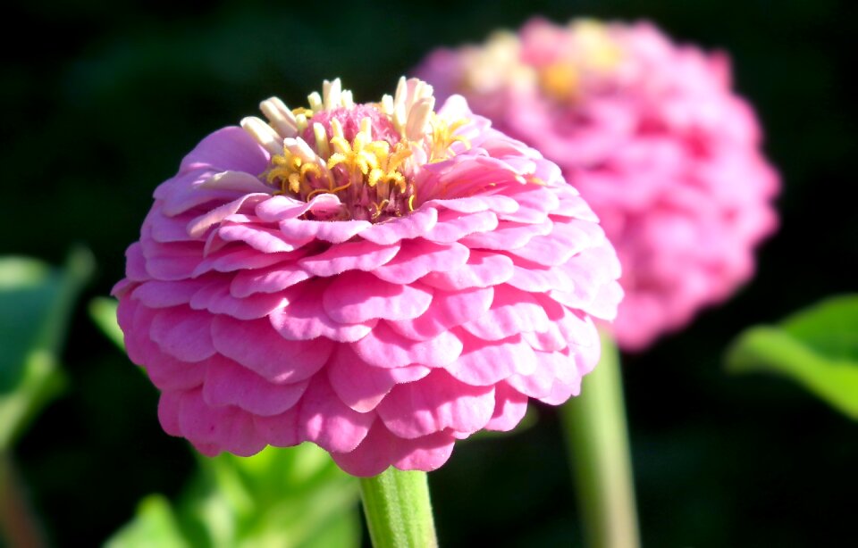 Nature plant garden