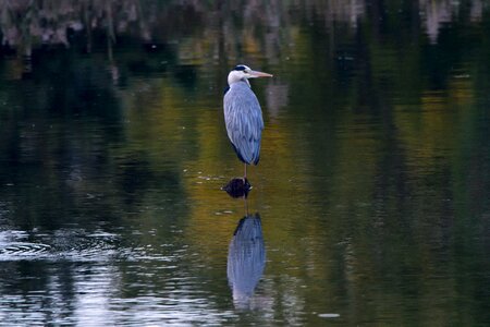 Pond reflection gray heron photo