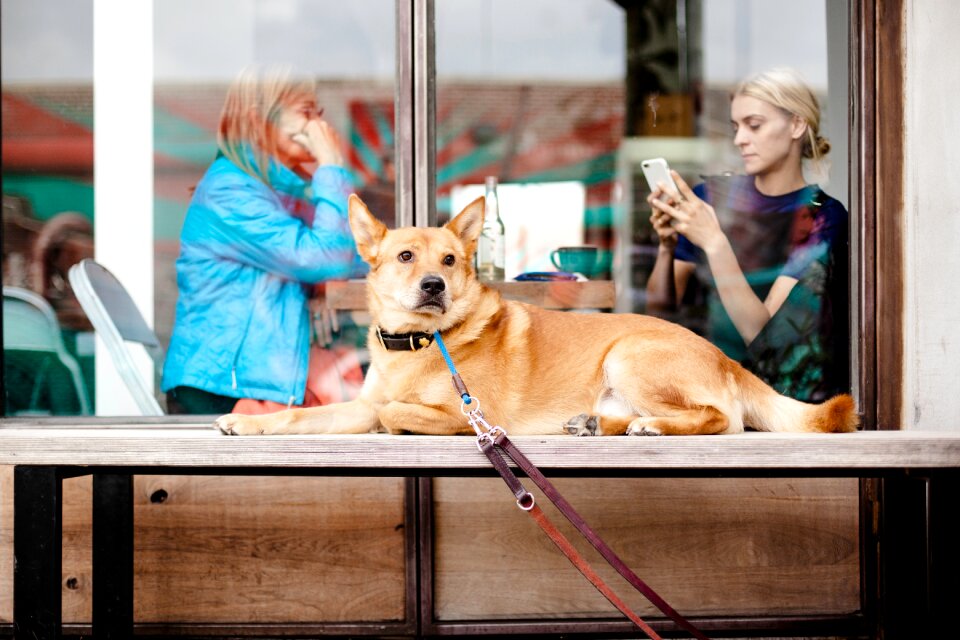 Outside people pet