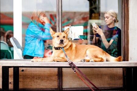 Outside people pet