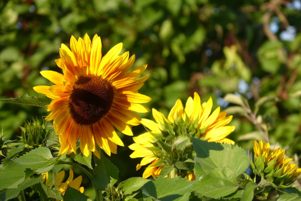 Flower yellow garden