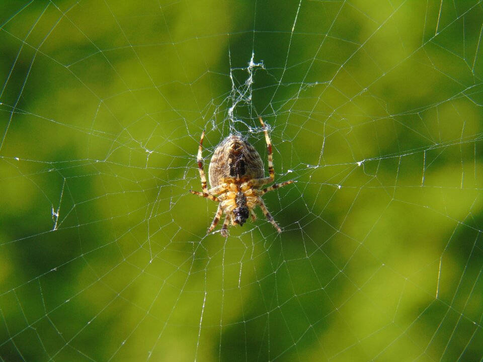 Cobweb nature garden