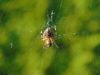 Cobweb nature garden