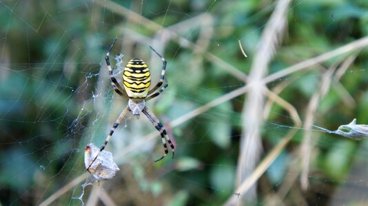 Nature spider animal world