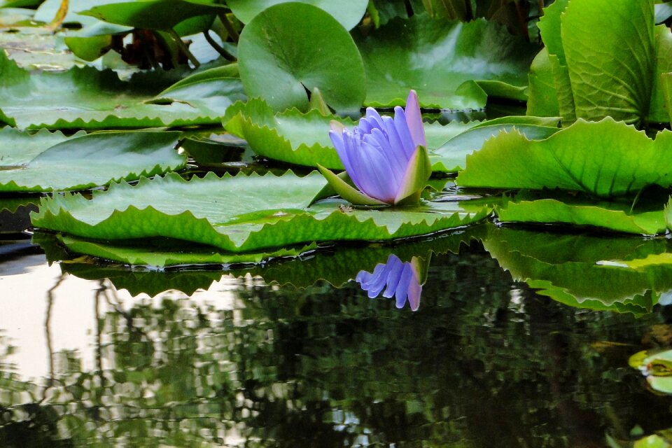 Reflection flower pool