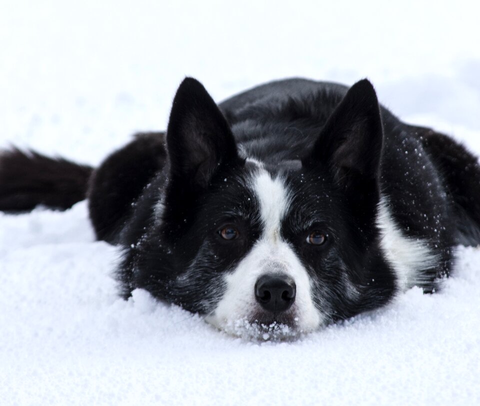 Animal pet border collie photo