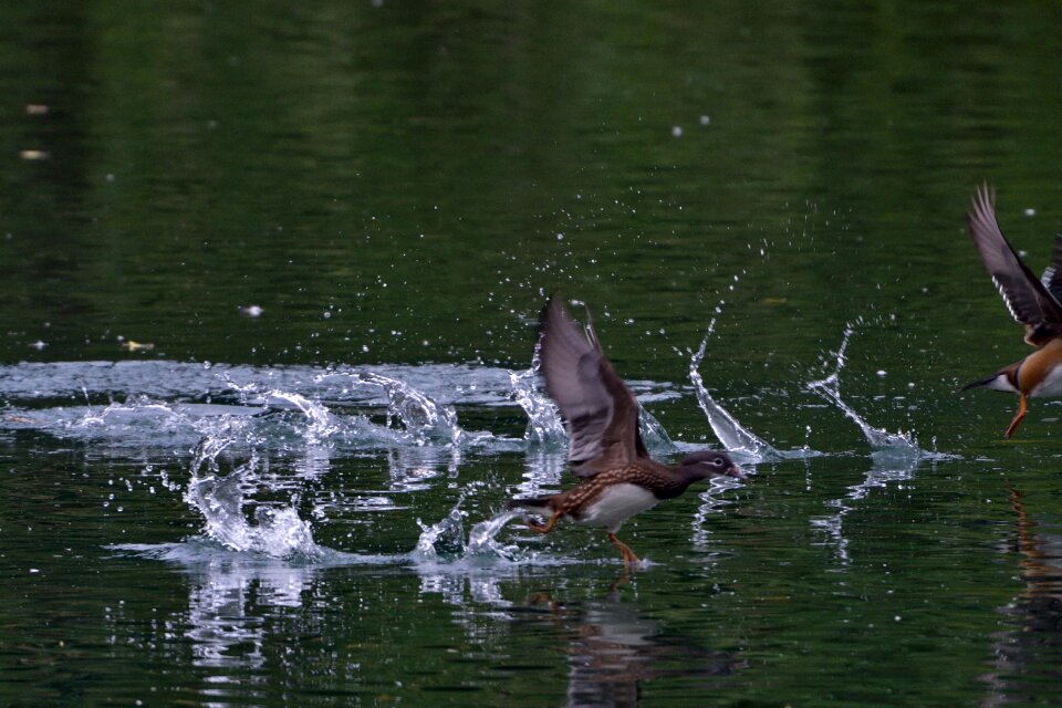 Bird duck mandarin