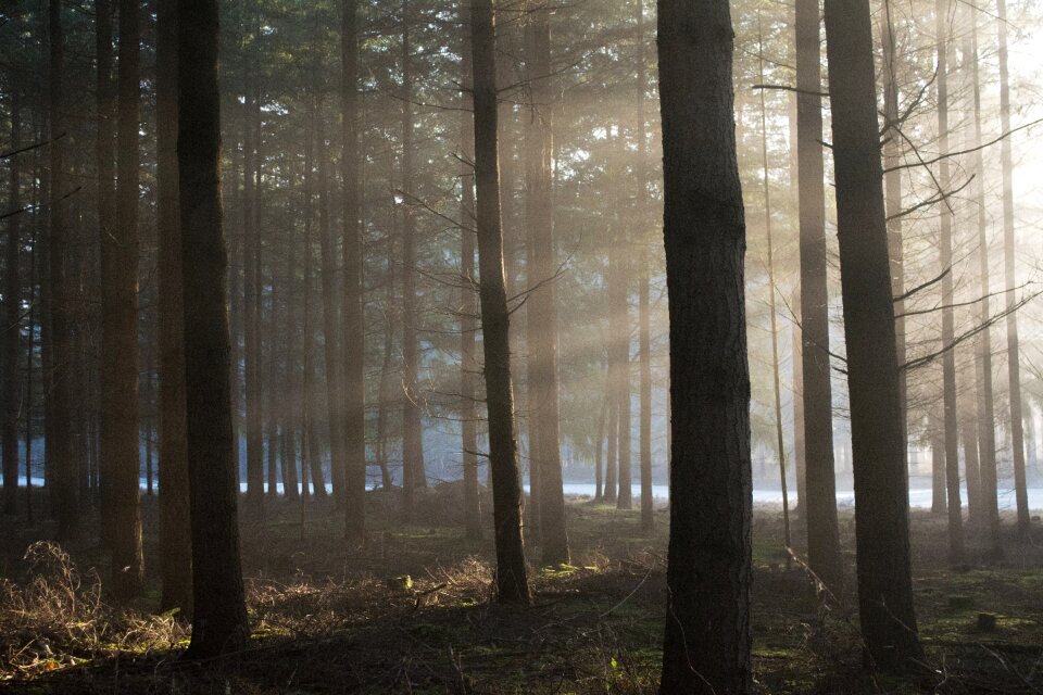 Nature forest winter