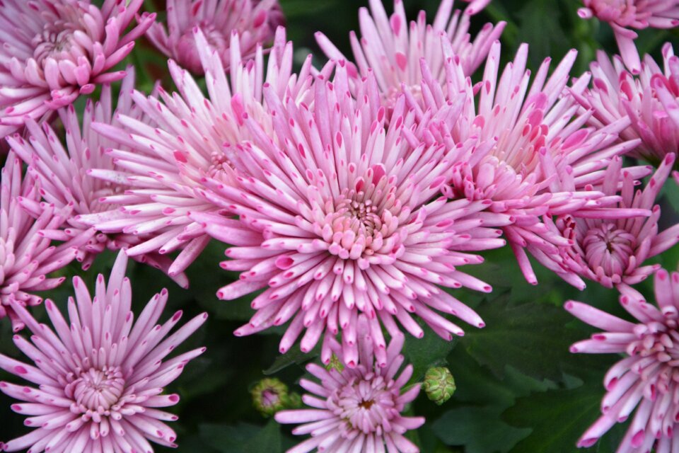 Nature garden color pink
