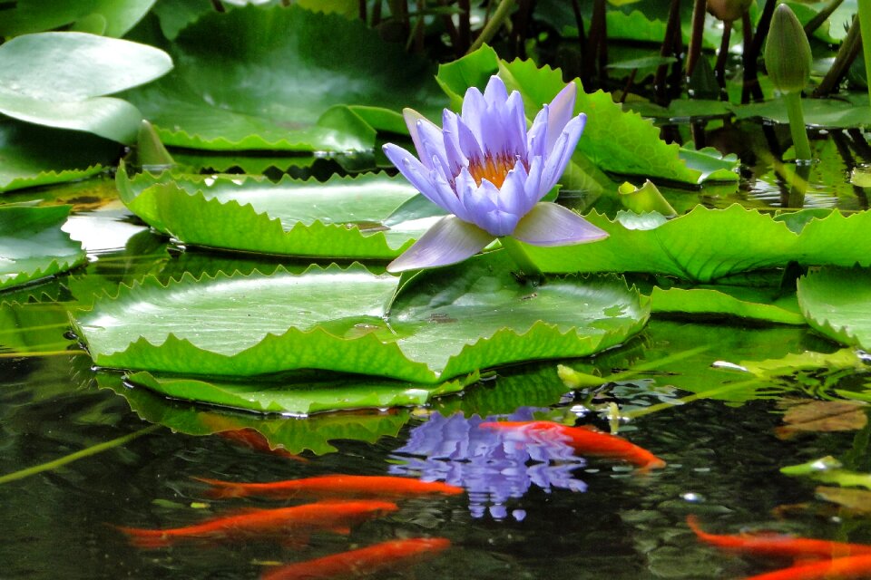 Reflection flower pool