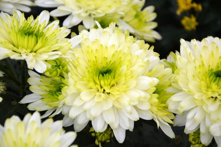 Offer events petals