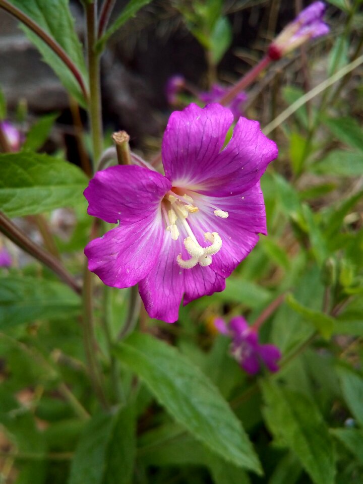 Stamens plant petals