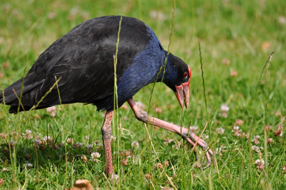 Swamp hen green news green new