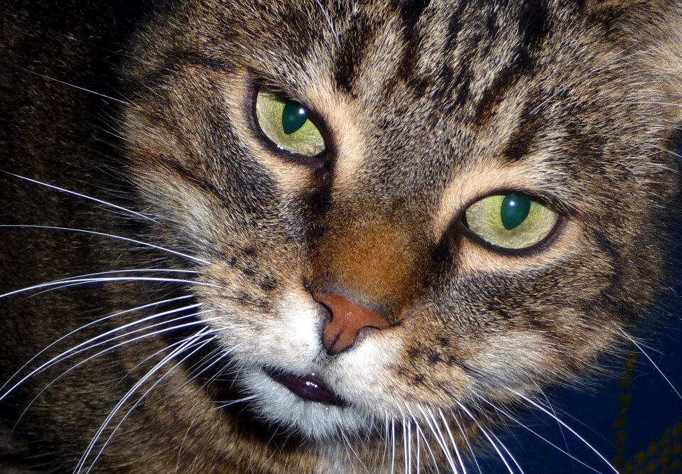 Feline kitty domestic animal