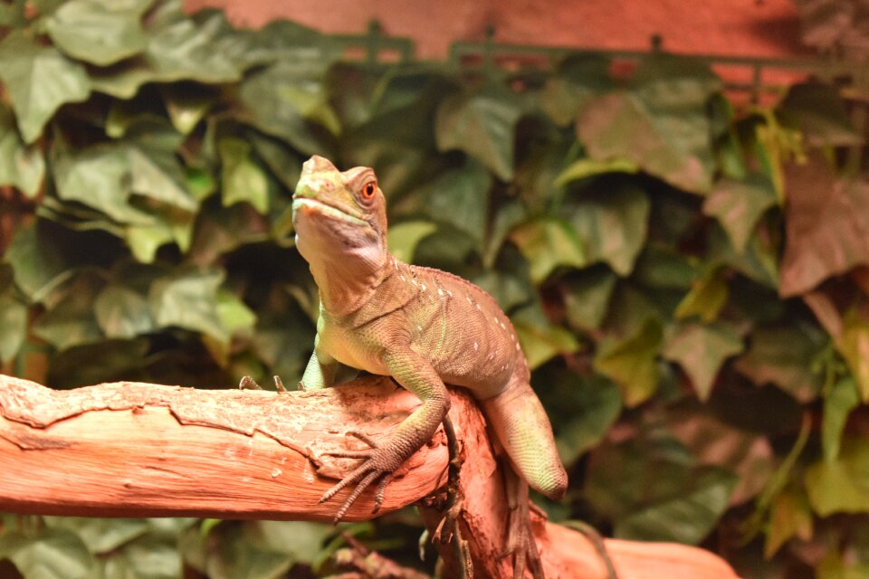 Wood lizard closeup