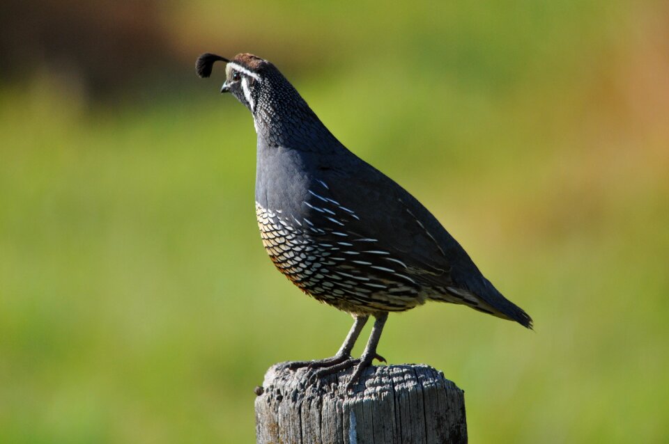 Californian quail new zealand bird