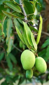 Growing fruit nature