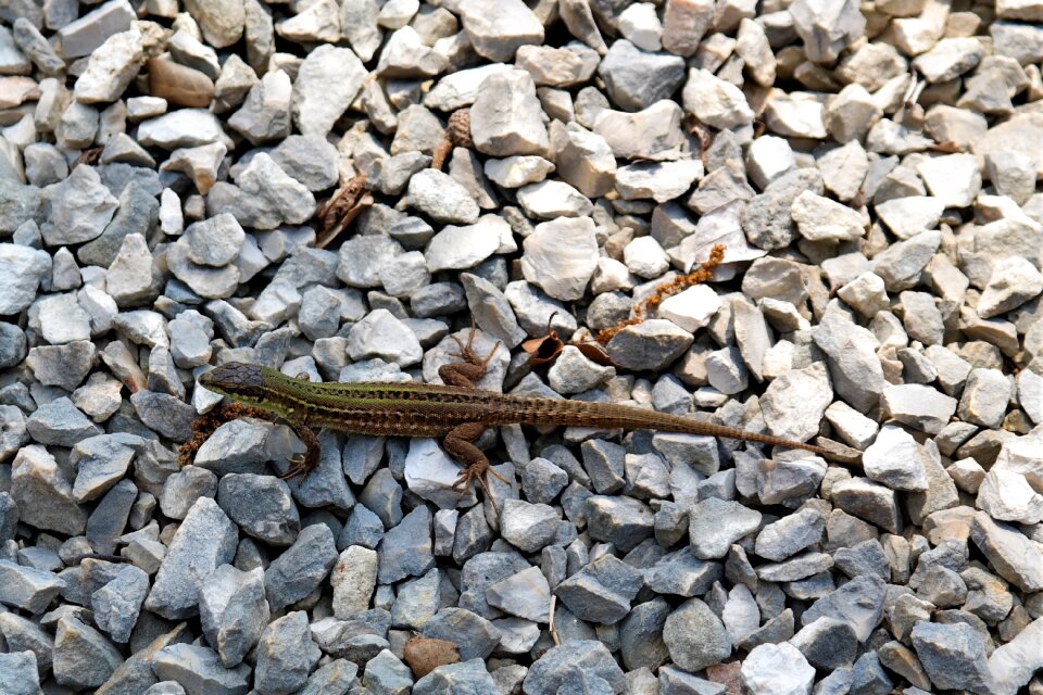 Reptile animal nature