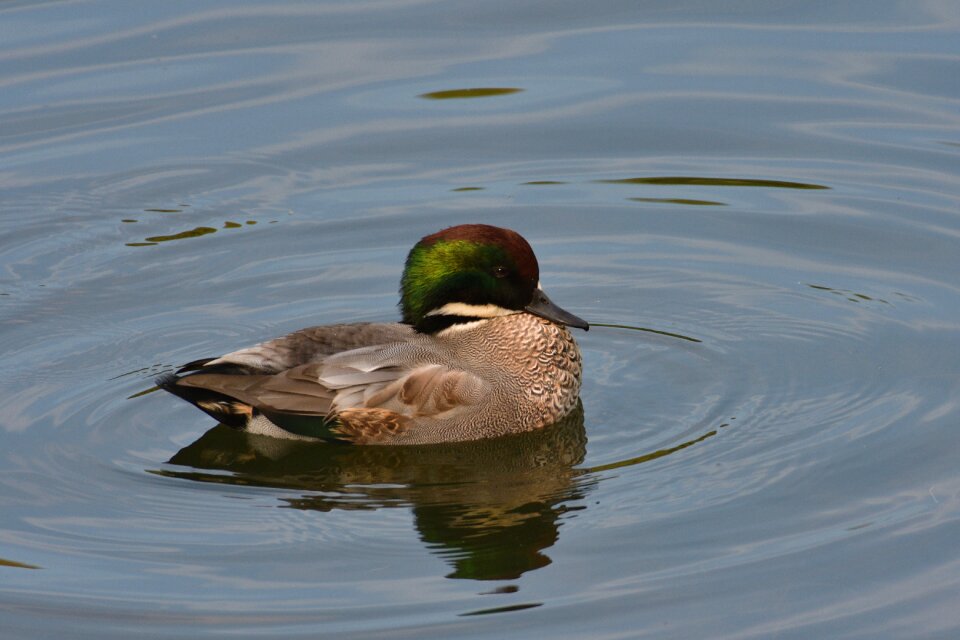 Waters falcated falcated duck