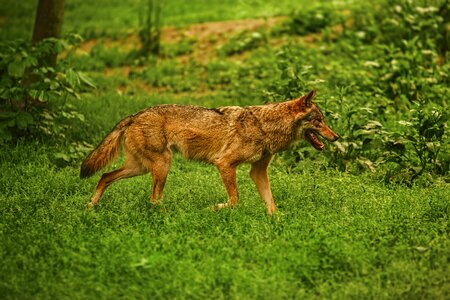 Mammal pet green photo