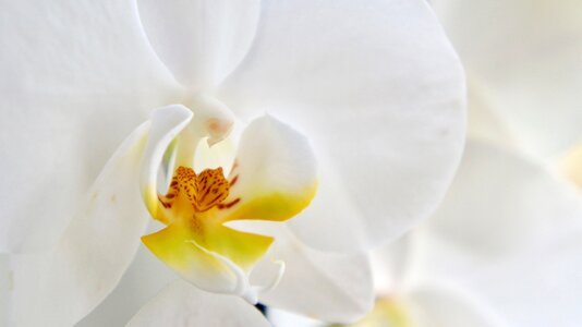 Elegant plant orchid