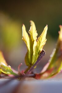 Green bokeh sun photo