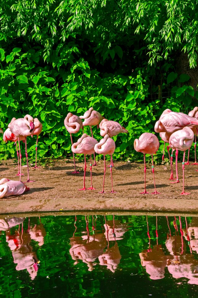 Bird water river