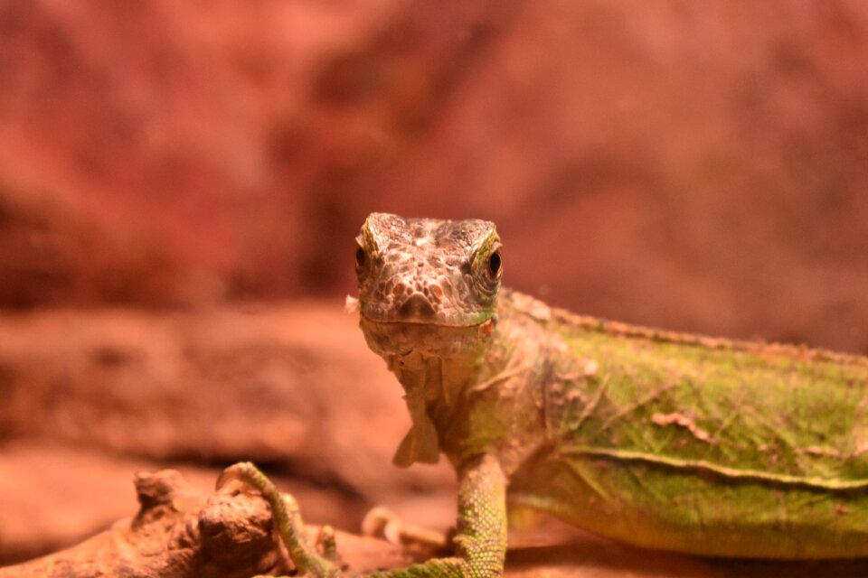 Reptile lizard wild