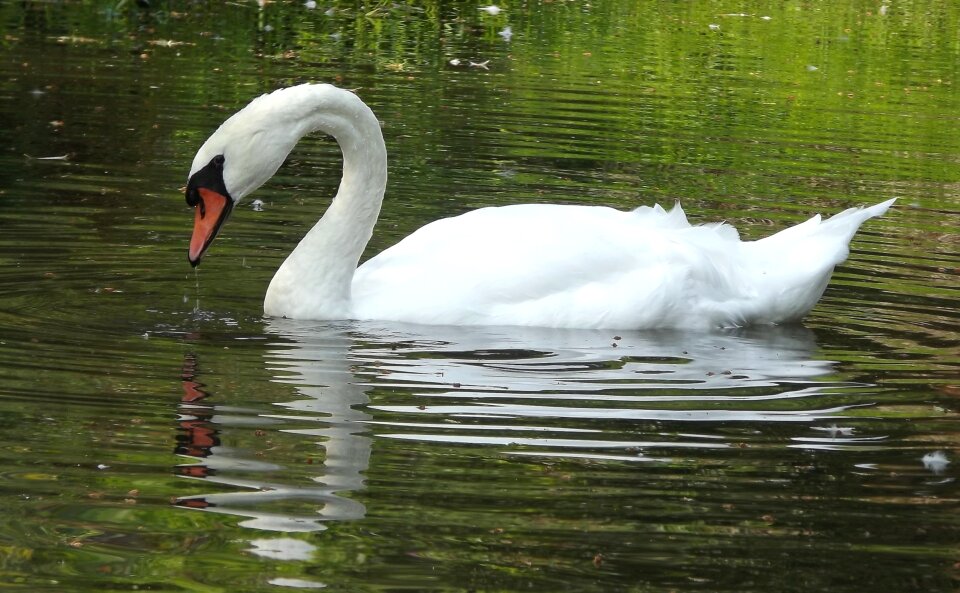 White swan water bird lake