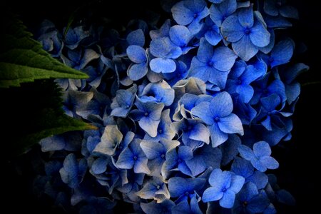 Flowers hydrangeas blue flowers
